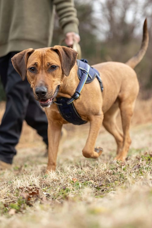 LAIA - Labrador Retriever / Hound available for adoption
