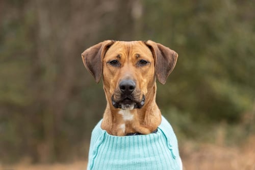 LAIA - Labrador Retriever / Hound available for adoption