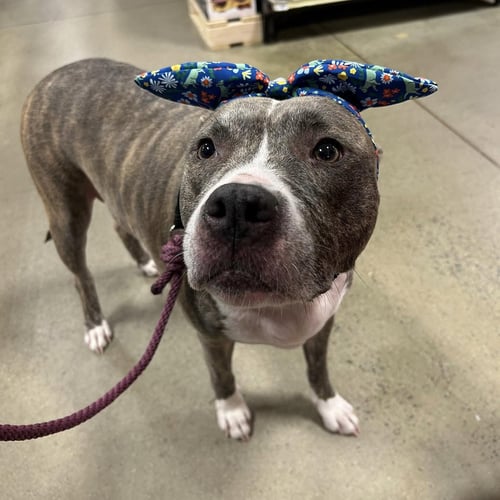 NALA - American Pit Bull Terrier available for adoption