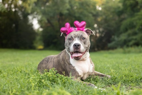 NALA - American Pit Bull Terrier available for adoption