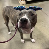 Nala - Photo 6