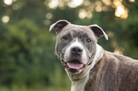 Nala - Photo 2