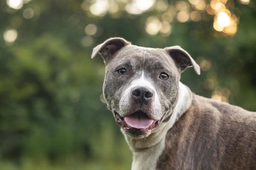NALA - American Pit Bull Terrier available for adoption