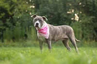 Nala - Photo 4