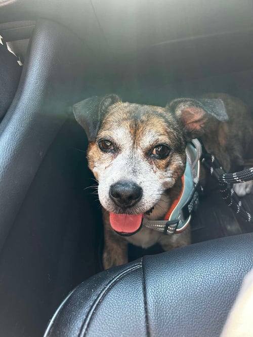 MALCOLM - Beagle / Boxer available for adoption