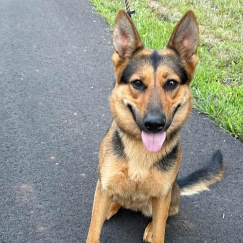 ELLIE - German Shepherd Dog available for adoption