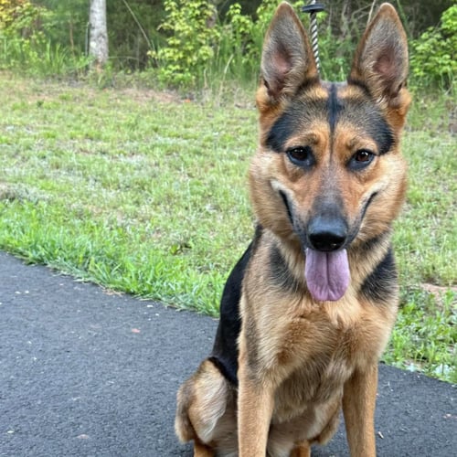 ELLIE - German Shepherd Dog available for adoption