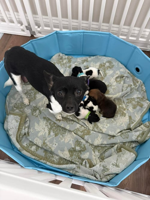 LOLA - Chihuahua / Terrier available for adoption