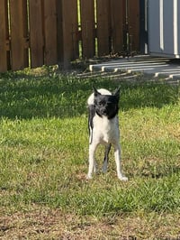 Lola - Photo 3