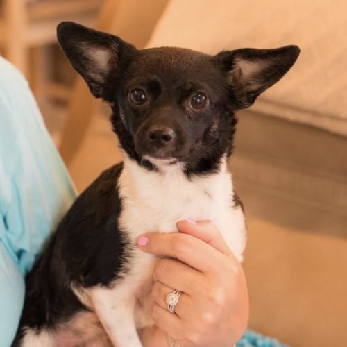 LOLA - Chihuahua / Terrier available for adoption