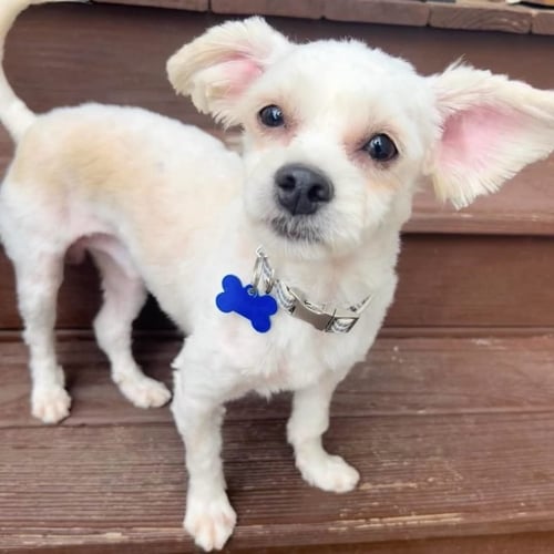 WALTER - Maltese available for adoption