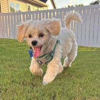 Walter - Photo 1