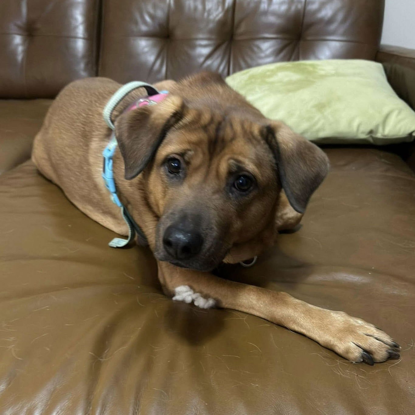 RONI - Rhodesian Ridgeback for adoption in Fayetteville