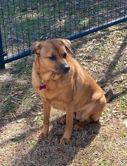 RONI - Rhodesian Ridgeback available for adoption