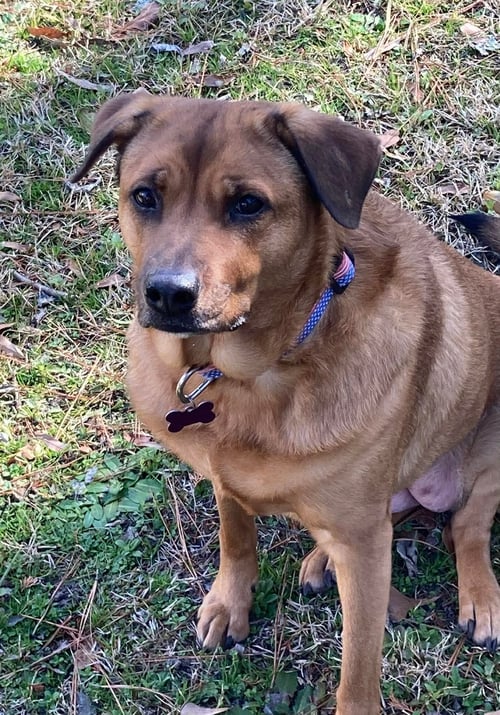 RONI - Rhodesian Ridgeback available for adoption