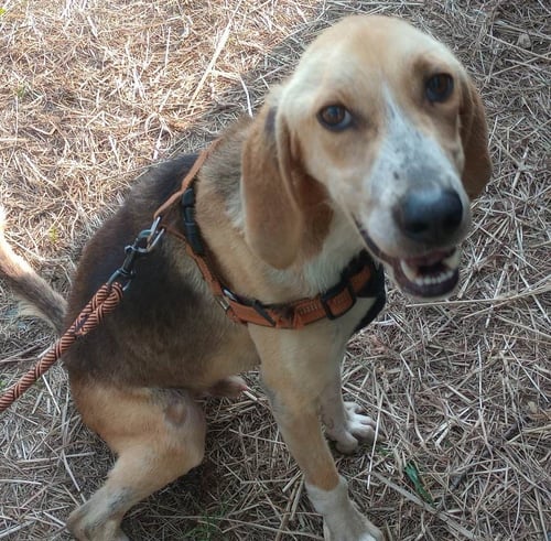 HENRY - Hound available for adoption
