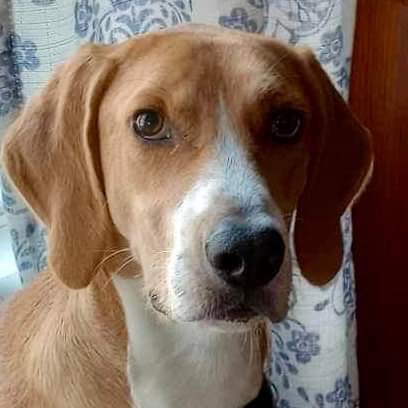 HENRY - Hound available for adoption