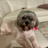 Pebbles - Photo 3