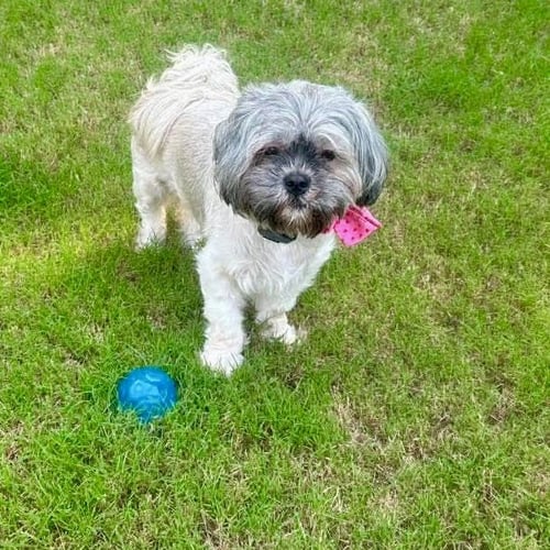 PEBBLES - Shih Tzu available for adoption