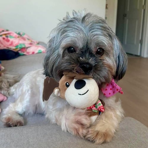PEBBLES - Shih Tzu available for adoption