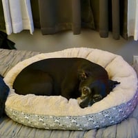Luna Bee - Photo 3