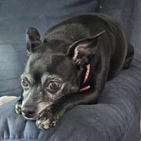 Luna Bee - Photo 2