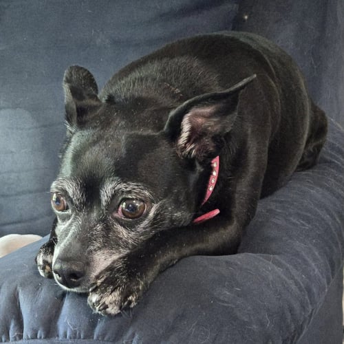 LUNA BEE - Chihuahua available for adoption