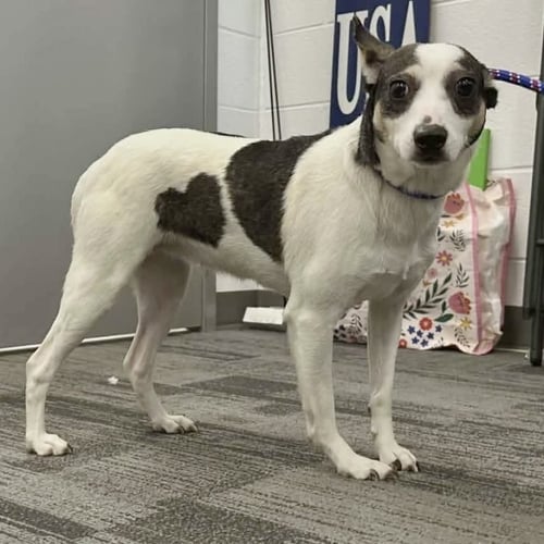 SHEILA - Terrier / Chihuahua available for adoption