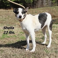 Sheila - Photo 7