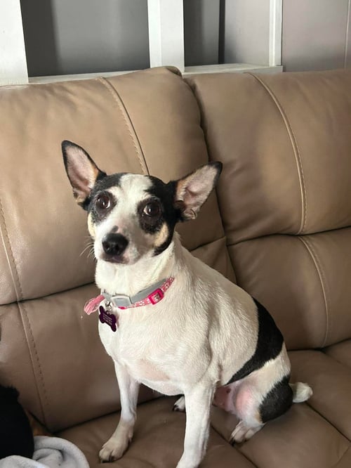 SHEILA - Terrier / Chihuahua available for adoption