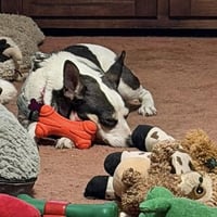 Sheila - Photo 6