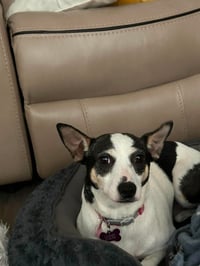 Sheila - Photo 4