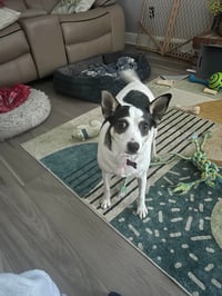 Sheila - Photo 1