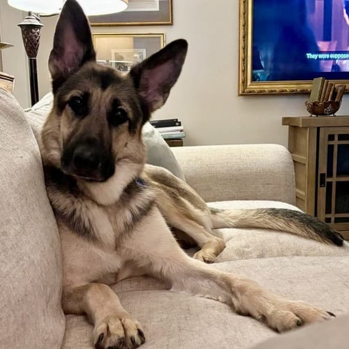 DUKE - German Shepherd Dog available for adoption