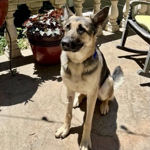 DUKE - German Shepherd Dog available for adoption