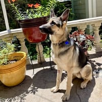 Duke - Photo 3