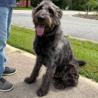 Zeke - Photo 2
