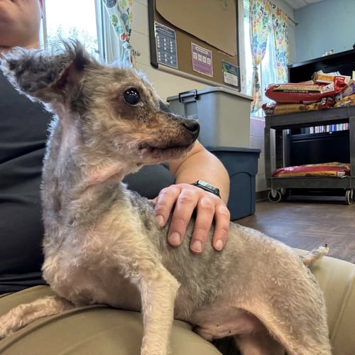 MARCUS - Poodle (Miniature) available for adoption