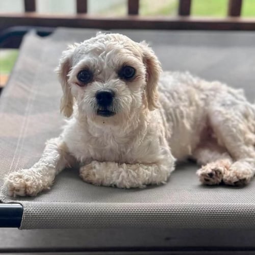 SKYLAR - Maltese / Poodle (Miniature) available for adoption