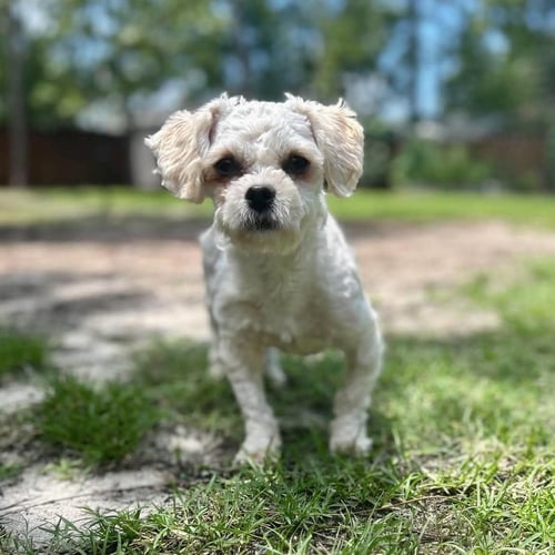 SKYLAR - Maltese / Poodle (Miniature) available for adoption
