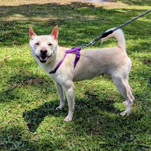 CHANEL - Shiba Inu available for adoption