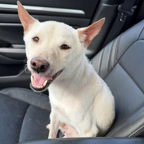 CHANEL - Shiba Inu available for adoption