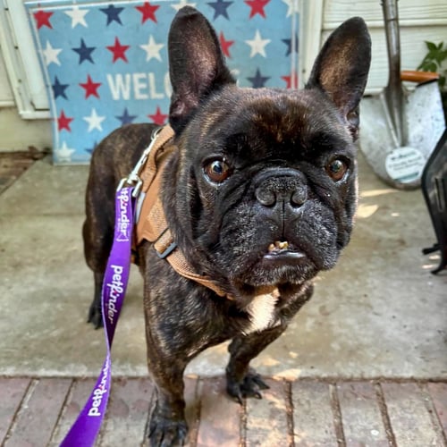 STEVEN - French Bulldog available for adoption