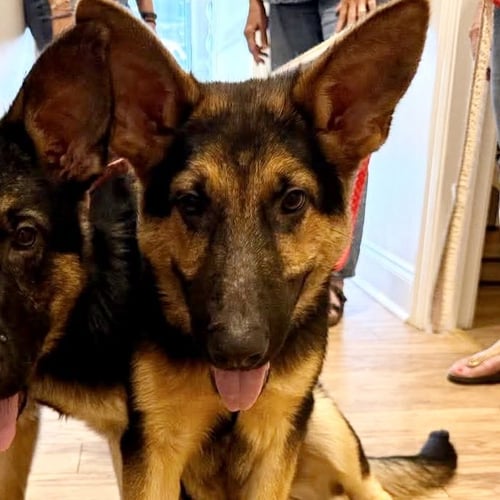 MILES - Shepherd available for adoption
