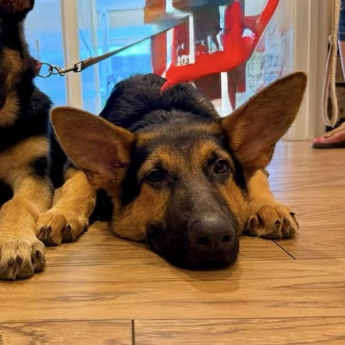 MILES - Shepherd available for adoption