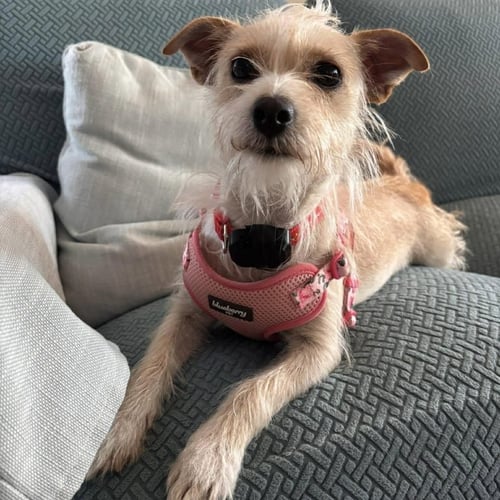 LAINEY - Jack Russell Terrier available for adoption