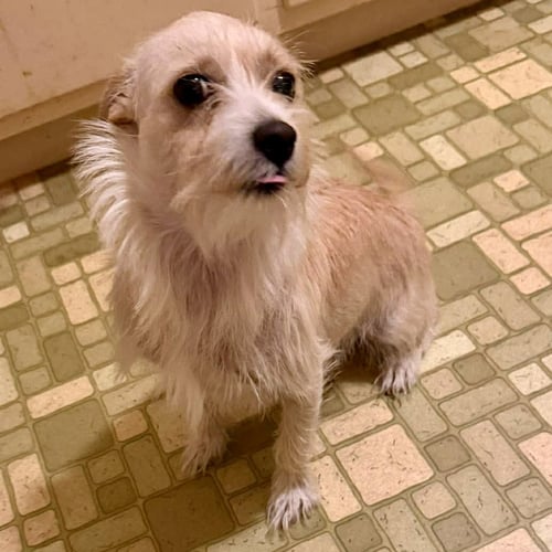 LAINEY - Jack Russell Terrier available for adoption