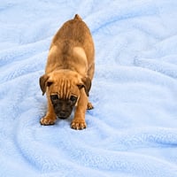 Gus Jr. - Photo 2