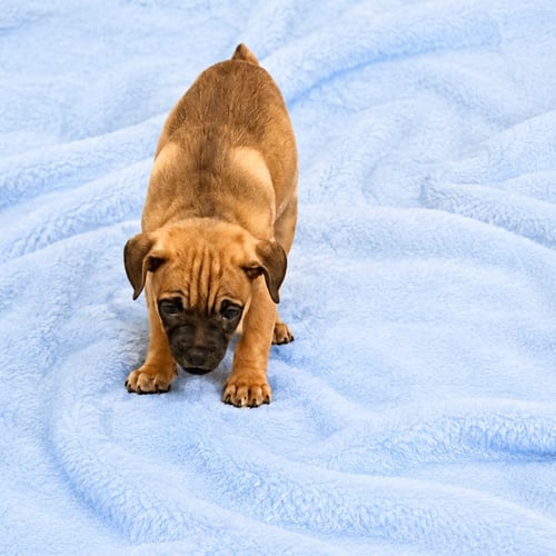GUS JR. - Pug / Chihuahua available for adoption