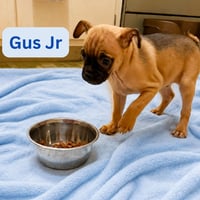 Gus Jr. - Photo 3